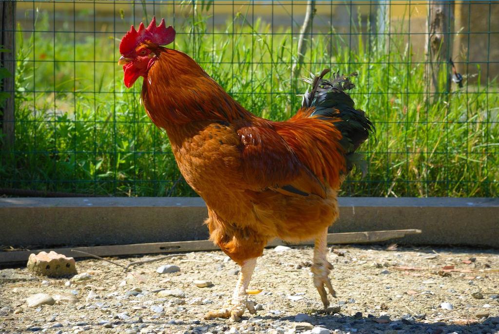 Agriturismo Il Canterino Guardistallo Kültér fotó