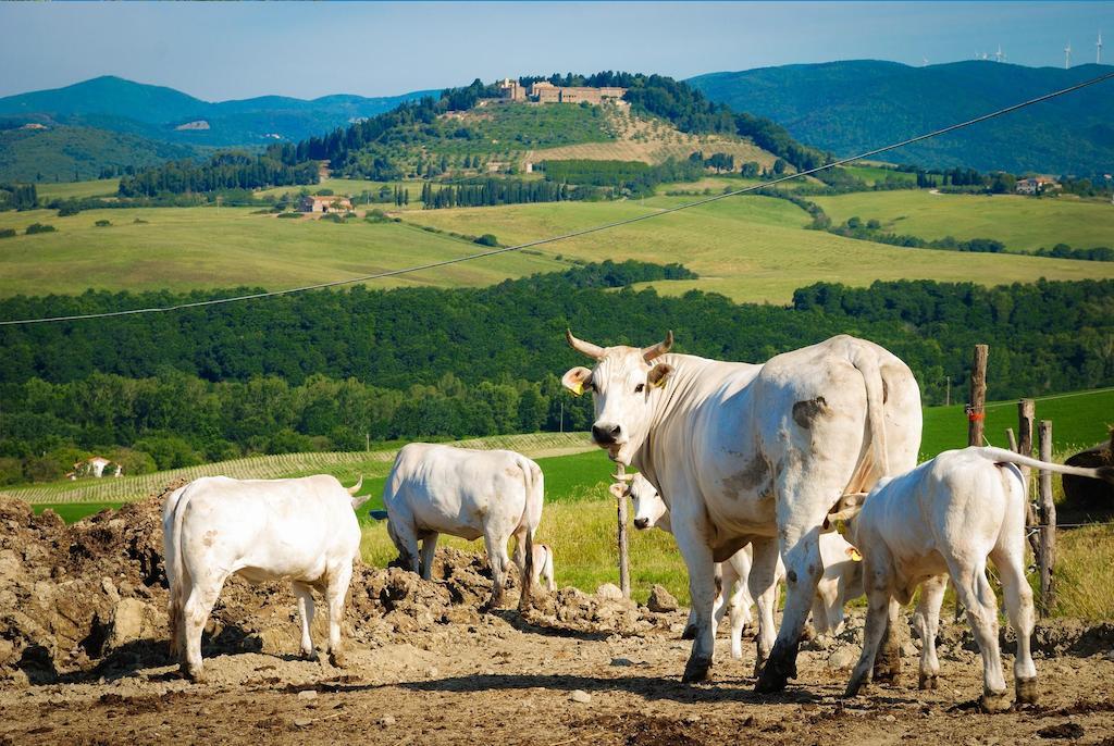 Agriturismo Il Canterino Guardistallo Kültér fotó